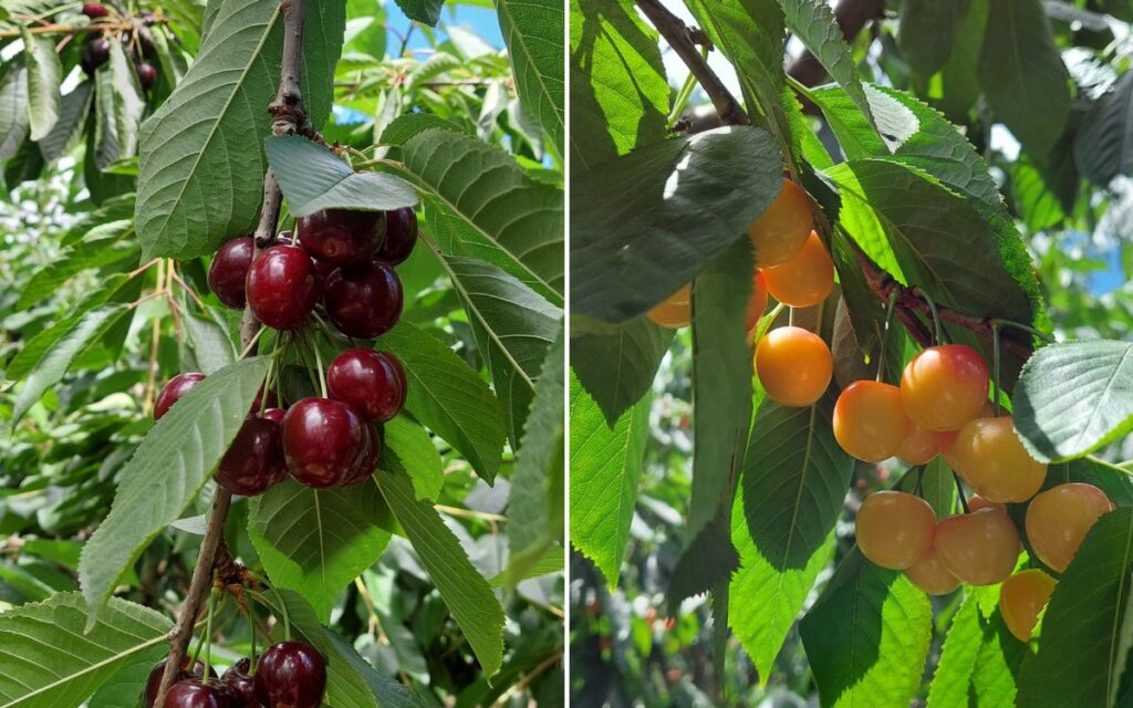 Cheeki Cherries Orchard