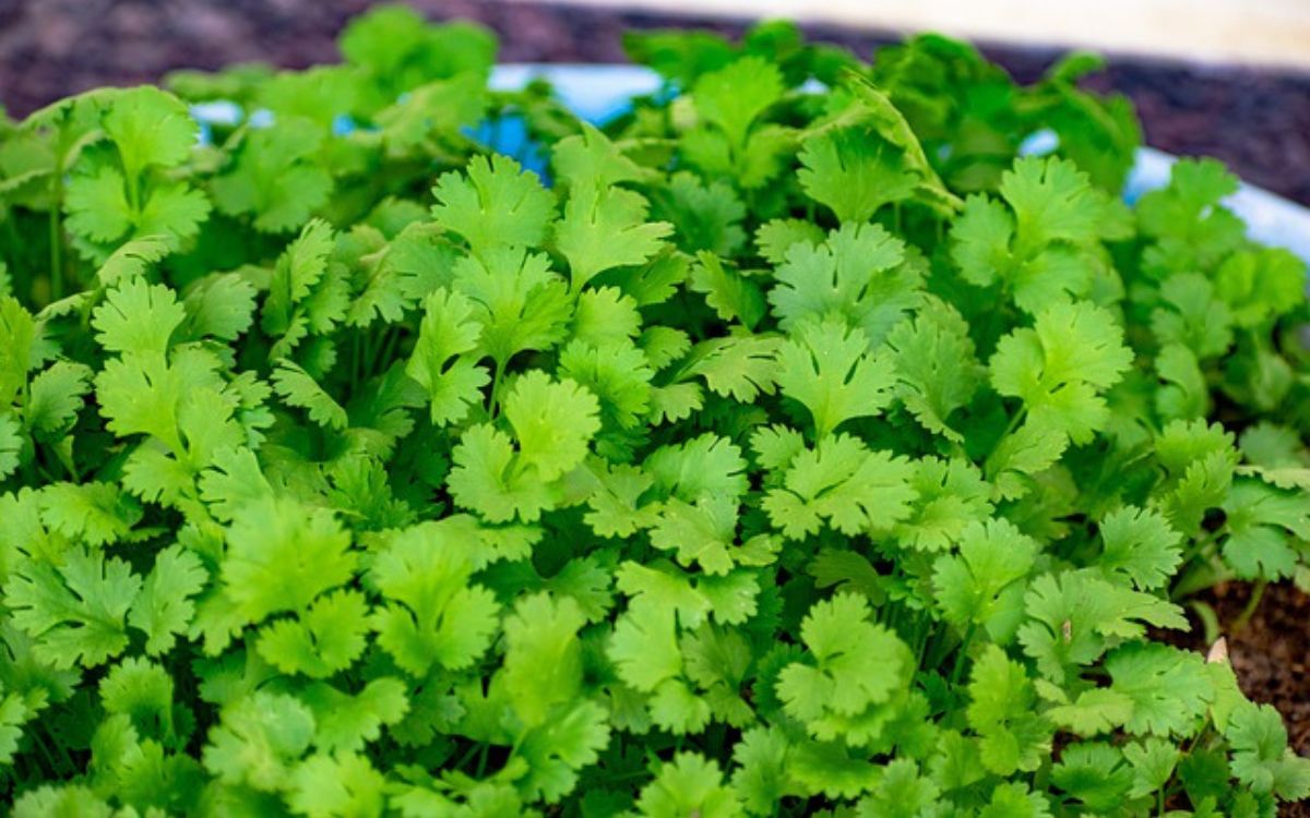 Cooking With Fresh Herbs Cilantro