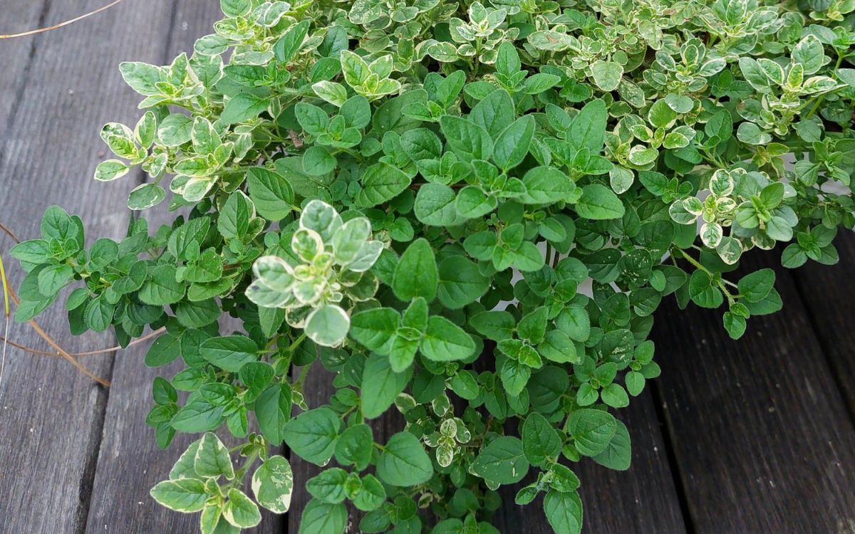 Cooking With Fresh Herbs Oregano