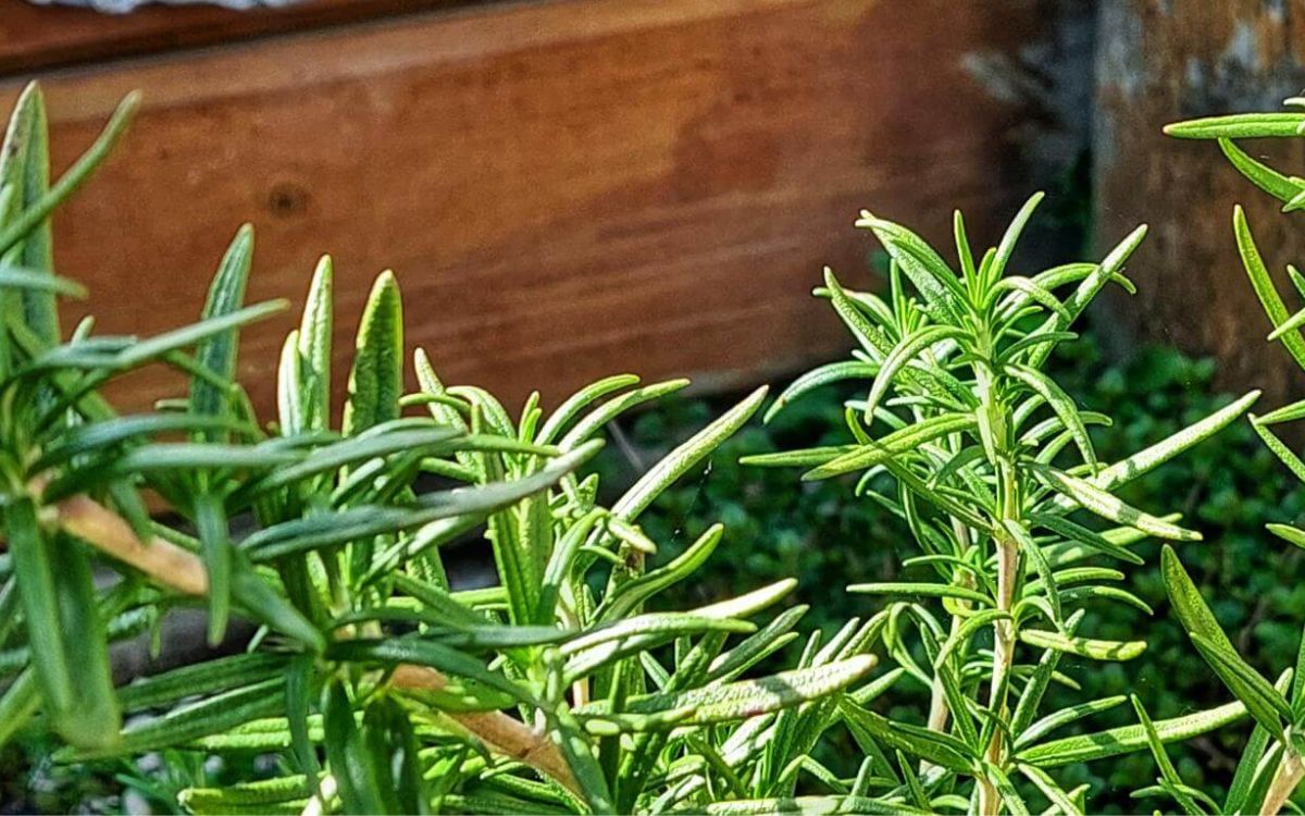 Cooking With Fresh Herbs Rosemary